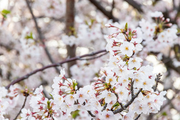横浜みなとみらいの桜（撮影場所：横浜国際橋）