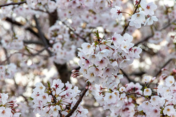 横浜みなとみらいの桜（撮影場所：横浜国際橋）