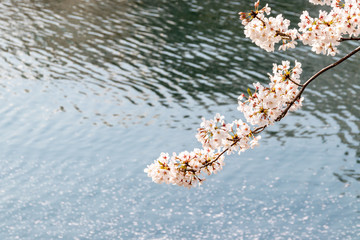 横浜みなとみらいの桜（撮影場所：横浜新港橋）