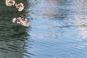 Obraz na płótnie Canvas 横浜みなとみらいの桜（撮影場所：横浜新港橋）
