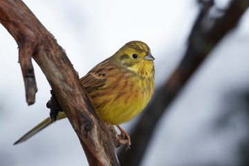 Yellowhammer (Emberiza citrinella) in its habitat