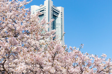 横浜みなとみらいの桜とランドマークタワー（撮影場所：横浜みなとみらい）