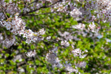 横浜みなとみらいの桜（撮影場所：横浜さくら通り）