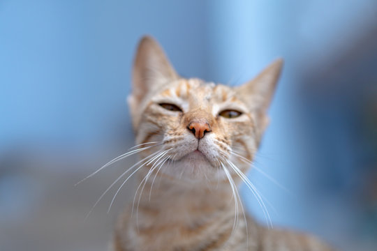 close up portrait of a cat