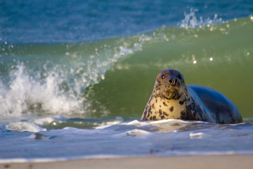 Kegelrobbe (Halichoerus grypus) auf Helgoland, Deutschland © Jearu