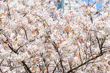 横浜みなとみらいの桜（撮影場所：横浜さくら通り）