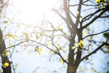 hazelnut tree blooming with sunshine light