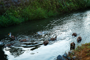 A flock of ducks swimming in the river