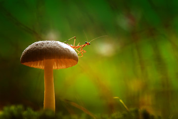 Little Mantish and Big Fungus