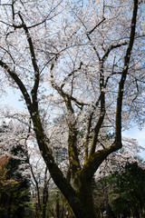 満開！樹木公園のソメイヨシノ