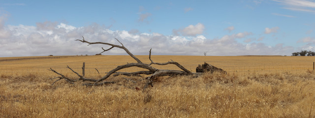 panoramic of a fallen dried dead native tree left to become native animal habitat by the edge of a farm field in rural Victoria, Australia against a sunny blue sky