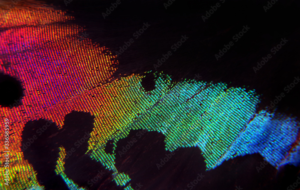 Aufkleber madagasgan sunset butterfly, fragment of the wing of a tropical butterfly. colors of rainbow. abstra