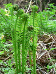 fresh green fern
