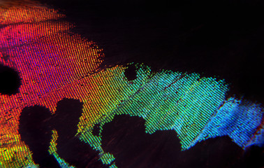 Madagasgan Sunset Butterfly, Fragment of the wing of a tropical butterfly. Colors of rainbow....