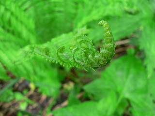 fern leaf with water drops