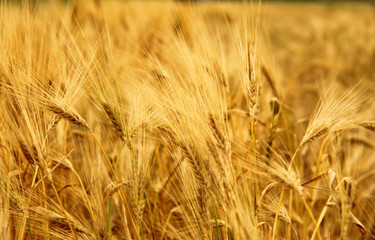Golden Ears On The Summer Field Before Harvest