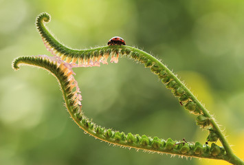 Ladybug on Tiny
