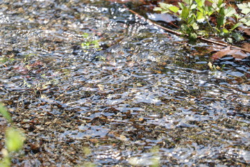 小川とせせらぎ