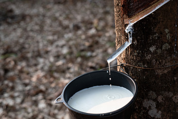 Rubber tapping fresh milky Latex flows from para tree into a plastic black bowl