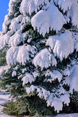 Branches of spruce covered with snow after a snowfall in winter season