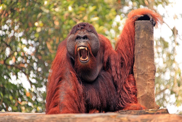 Orangutan male with expressive emotion of aggression