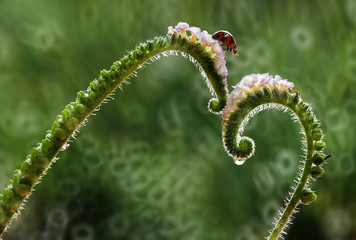 Ladybug and Wild Flower