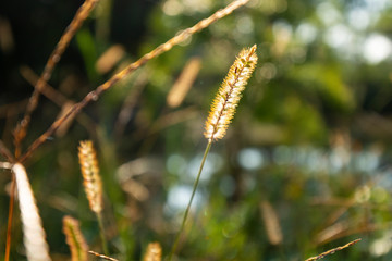 Setaria viridis in the field