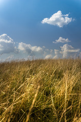 Fototapeta premium Wild grass and blue sky in summer