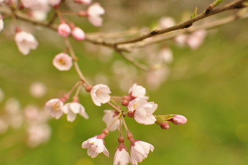 桜淵公園 五分咲きの桜