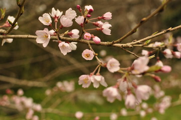 桜淵公園 五分咲きの桜
