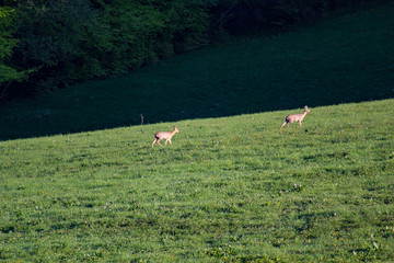 Roe deer in spring. Litmanova, Slovakia. © Yulia