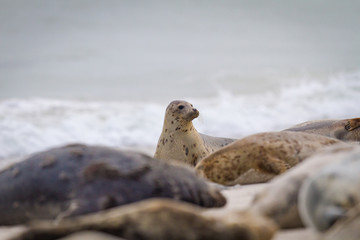 Kegelrobben (Halichoerus grypus) auf Helgoland, Deutschland © Jearu