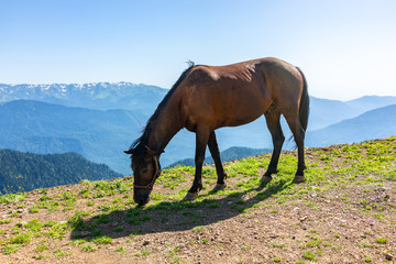 Fototapeta na wymiar A brown horse grazes in the mountains.