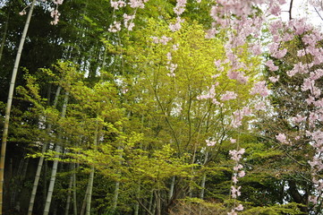 桜淵公園 五分咲きの桜と竹林