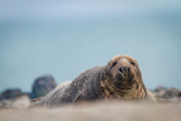 Kegelrobbe (Halichoerus grypus) auf Helgoland, Deutschland