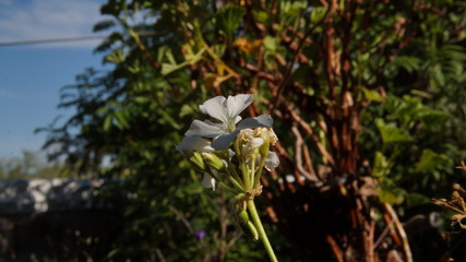 Flor blanca con fondo desenfocado 