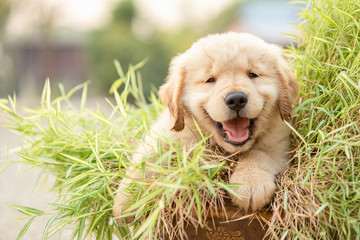 Cute puppy (Golden Retriever) eating small bamboo plants or Thyrsostachys siamensis Gamble in...