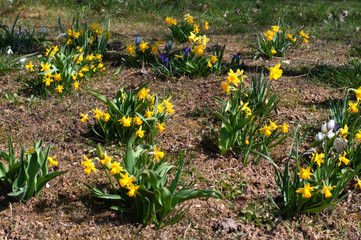 a meadow with a group of small daffodils