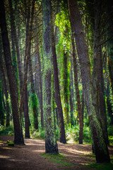 Obraz premium Forest in the Cabarceno nature park. Cantabria. Northern coast of Spain