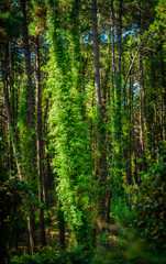 Fototapeta premium Forest in the Cabarceno nature park. Cantabria. Northern coast of Spain
