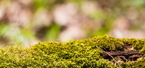 Moss Tree trunk top for your decoration and spring landscape