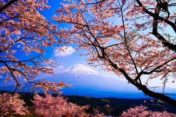 富士山と満開の桜