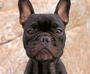 Obraz premium Bull dog francés negro con cara adorable - perro bonito - bull dog de frente