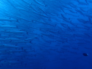 ボルネオ島の海のバラクーダの大群