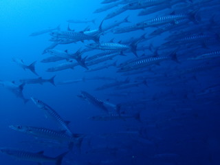 ボルネオ島の海のバラクーダの大群