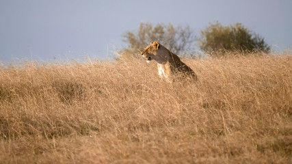 low view of a lioness sitting in long grass at masai mara in kenya