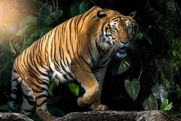 Naklejka na ściany i meble The tiger walks in the forest to find food. (Panthera tigris corbetti) in the natural habitat, wild dangerous animal in the natural habitat, in Thailand.