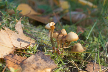 Mushroom pale toadstool in the forest
