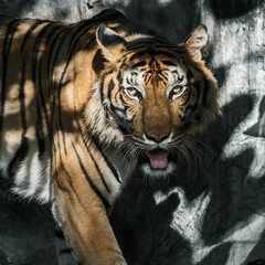 The tiger looked at me, his eyes look scary.