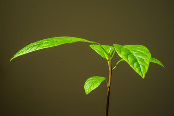 small avocado plant with black background